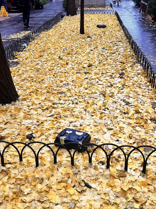 Madison Bagel & Grill Picture 6