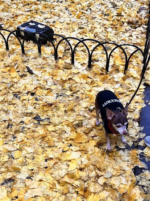 Madison Bagel & Grill Picture 9