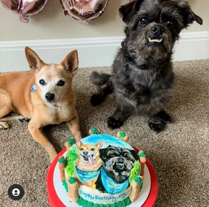 Dog Cakes for Dogs Picture 10